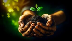 Rooting plants