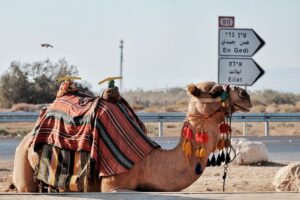 גמל