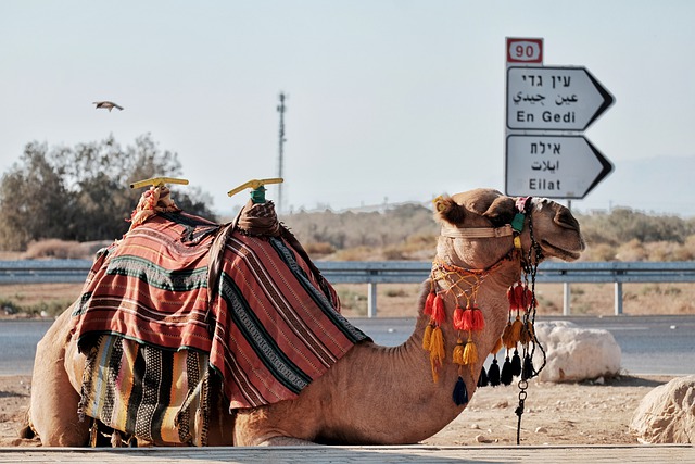 גמל
